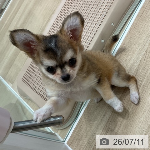 愛知県のチワワ(ロング) (ペットプラス 熱田店/2026年4月14日生まれ/女の子/フォーンセーブルホワイト)の子犬の4枚目の画像