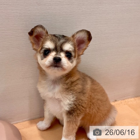 チワワの写真