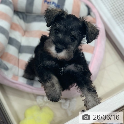 岐阜県のミニチュアシュナウザー (ペットプラス 光ケ丘店/2026年4月14日生まれ/女の子/ソルトペッパー)の子犬の3枚目の画像