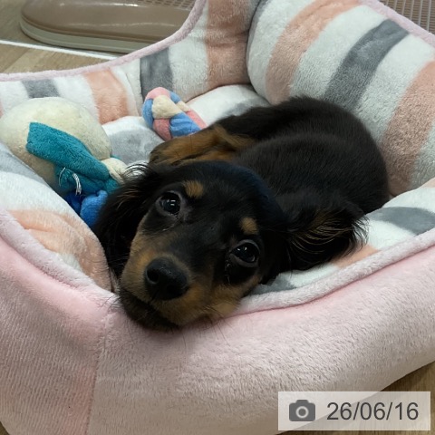 ミニチュア・ダックスフンドの写真