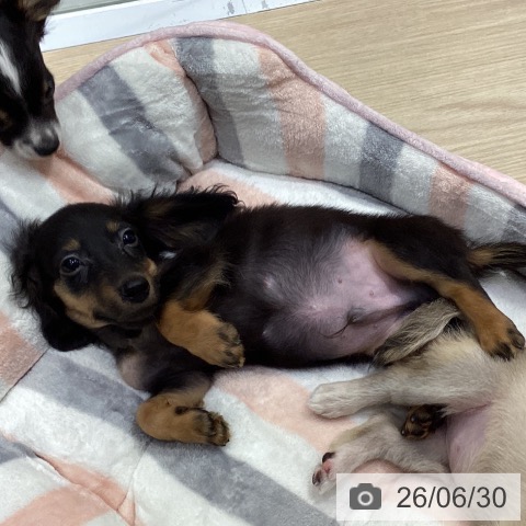 ミニチュア・ダックスフンドの写真