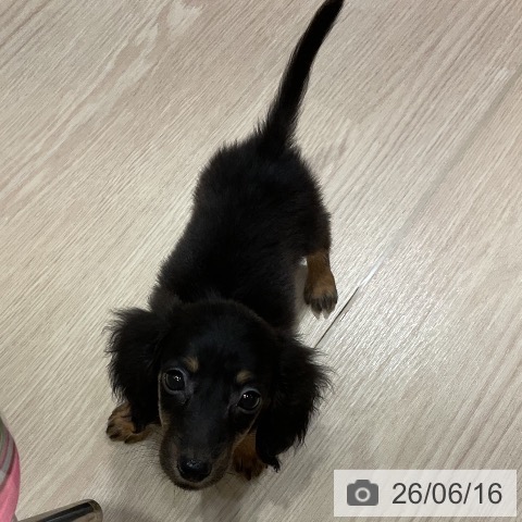 ミニチュア・ダックスフンドの写真