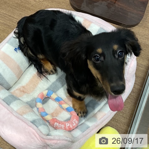 ミニチュア・ダックスフンドの写真