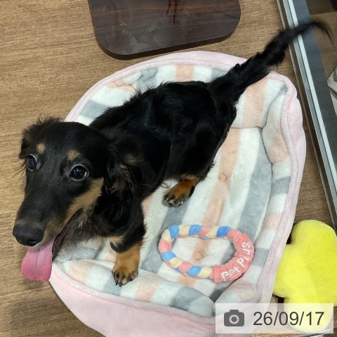 ミニチュア・ダックスフンドの写真