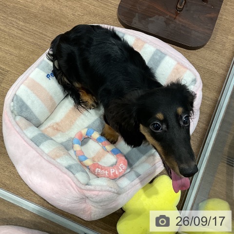 ミニチュア・ダックスフンドの写真