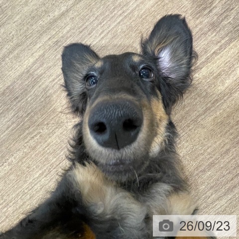 ミニチュア・ダックスフンドの写真
