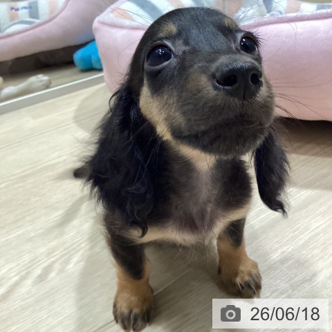 愛知県のミニチュアダックスフンド(ロング) (ペットプラス イオンモール長久手店/2026年4月12日生まれ/男の子/ブラックタン)の子犬の3枚目の画像