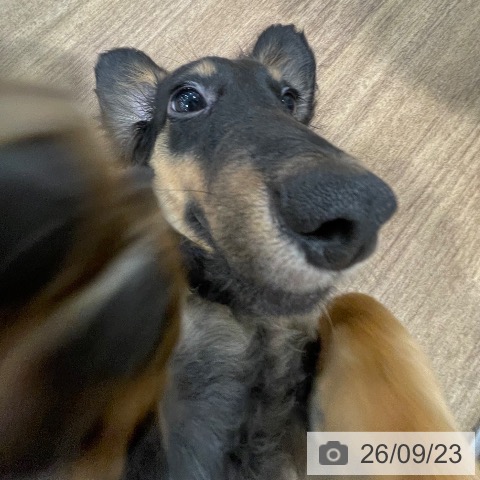 ミニチュア・ダックスフンドの写真