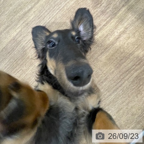 ミニチュア・ダックスフンドの写真