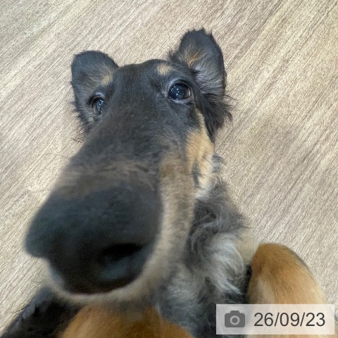 ミニチュア・ダックスフンドの写真