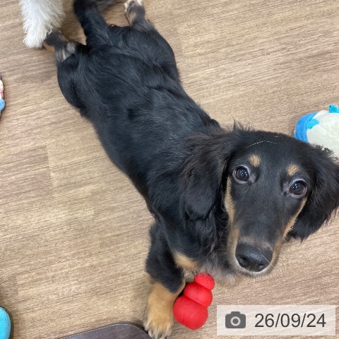 ミニチュア・ダックスフンドの写真