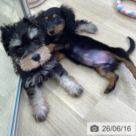 ミニチュア・ダックスフンドの写真