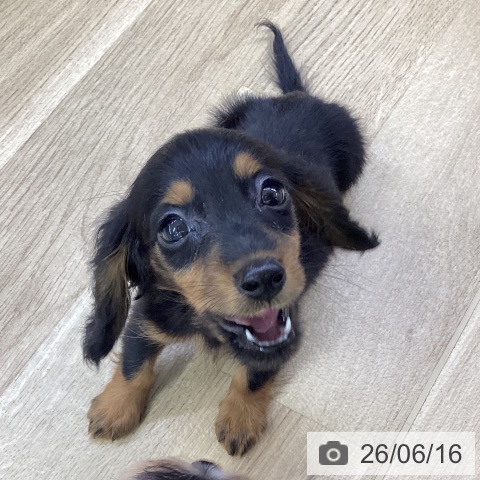 ミニチュア・ダックスフンドの写真