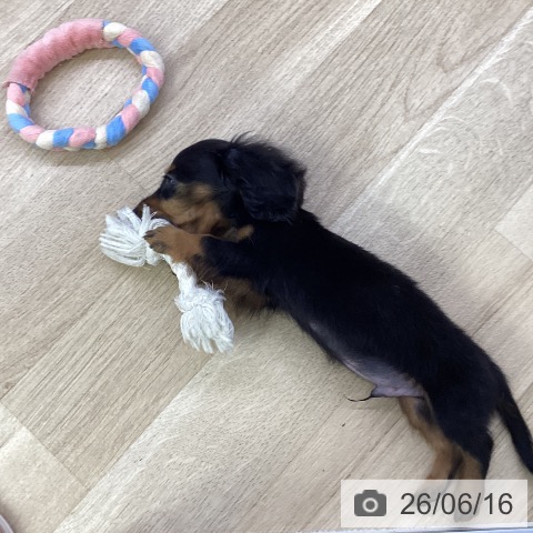 ミニチュア・ダックスフンドの写真
