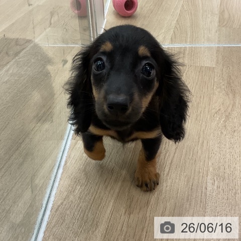 ミニチュア・ダックスフンドの写真