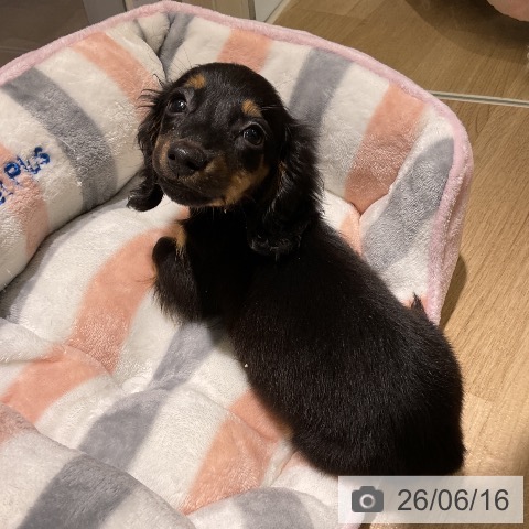 ミニチュア・ダックスフンドの写真