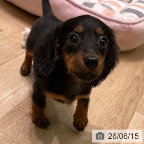 ミニチュア・ダックスフンドの写真