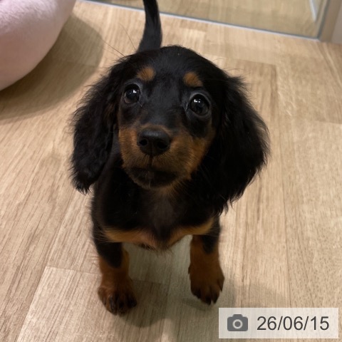 ミニチュア・ダックスフンドの写真
