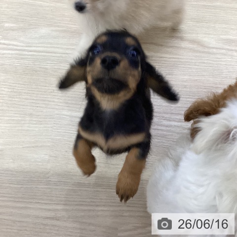 ミニチュア・ダックスフンドの写真