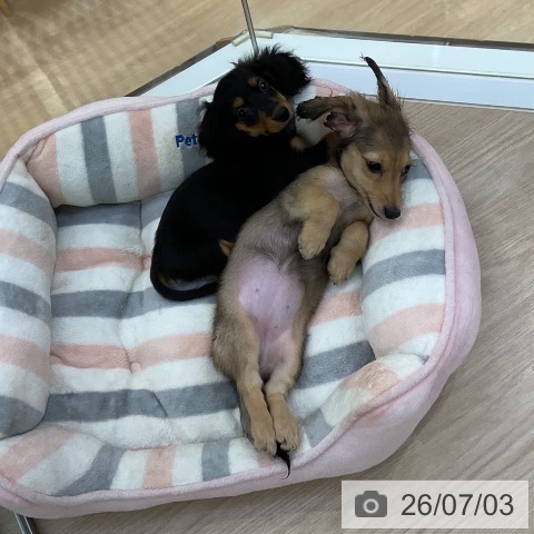 ミニチュア・ダックスフンドの写真