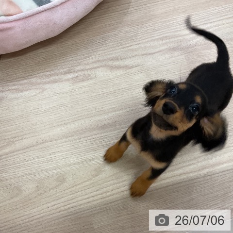 ミニチュア・ダックスフンドの写真