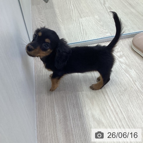 ミニチュア・ダックスフンドの写真