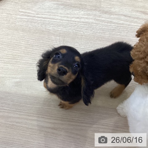 ミニチュア・ダックスフンドの写真