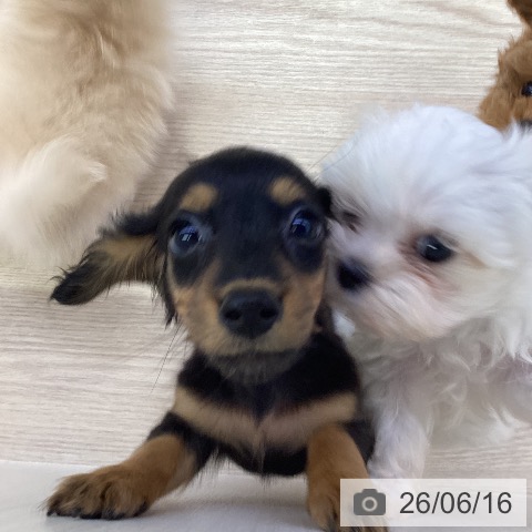 ミニチュア・ダックスフンドの写真