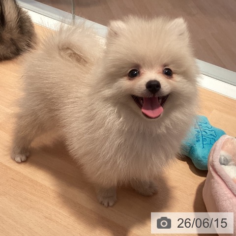 ポメラニアンの写真