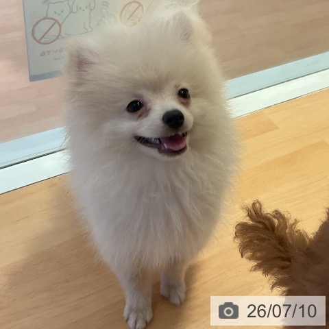 ポメラニアンの写真