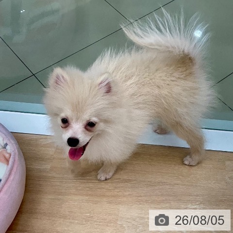 ポメラニアンの写真