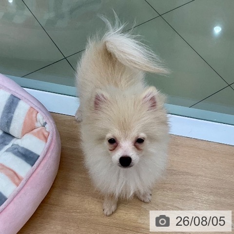 ポメラニアンの写真