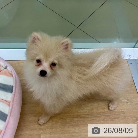 ポメラニアンの写真