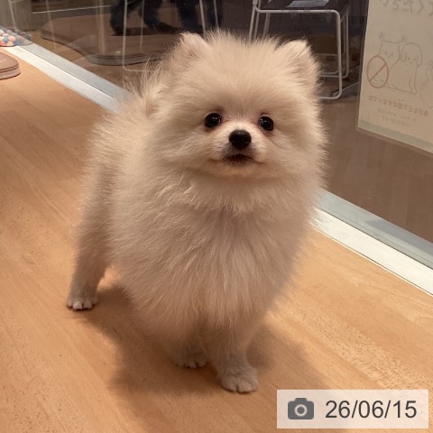 ポメラニアンの写真