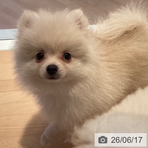 ポメラニアンの写真