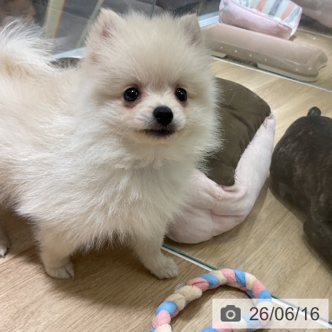 ポメラニアンの写真