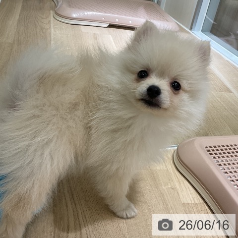 ポメラニアンの写真