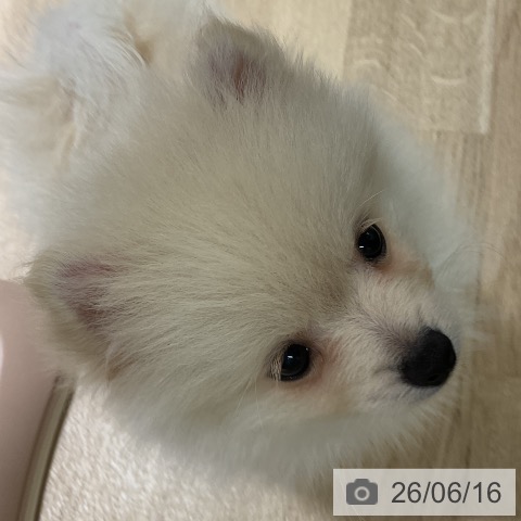 ポメラニアンの写真