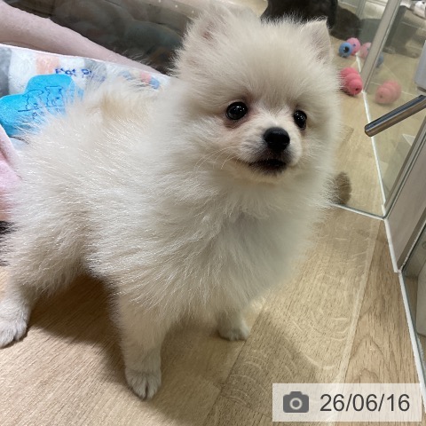 ポメラニアンの写真