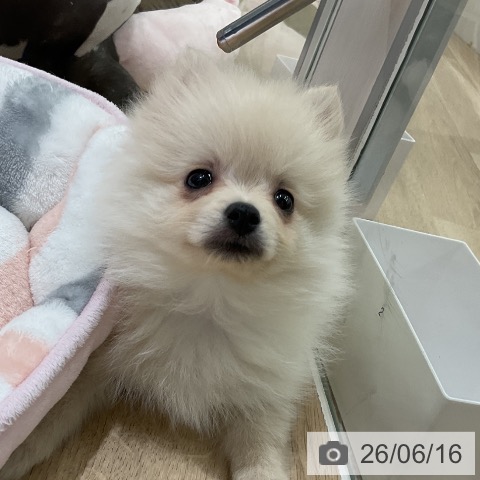 ポメラニアンの写真