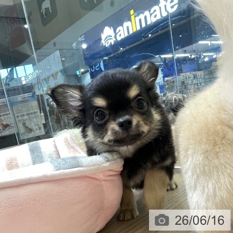 富山県のチワワ(ロング) (ペットプラス 高岡店/2026年4月14日生まれ/男の子/ブラックタン)の子犬の4枚目の画像