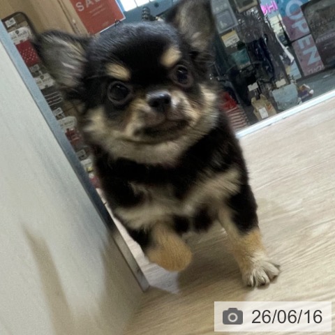 富山県のチワワ(ロング) (ペットプラス 高岡店/2026年4月14日生まれ/男の子/ブラックタン)の子犬の3枚目の画像