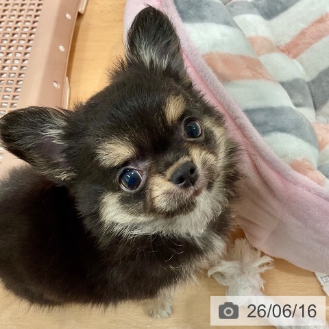 チワワの写真