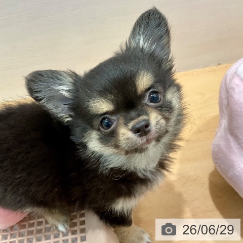 愛知県のチワワ(ロング) (ペットプラス 名古屋茶屋店/2026年4月14日生まれ/男の子/ブラックタン)の子犬の4枚目の画像