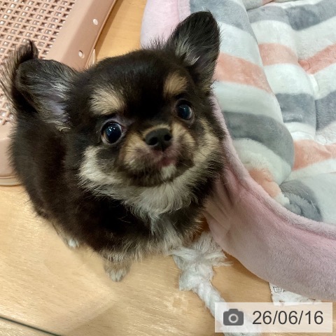 チワワの写真