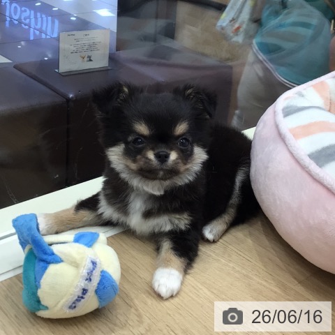 チワワの写真
