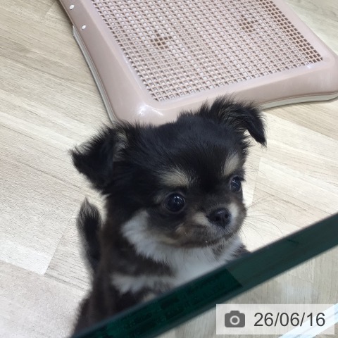 チワワの写真