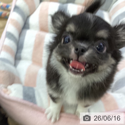 チワワの写真