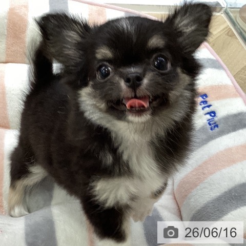 チワワの写真