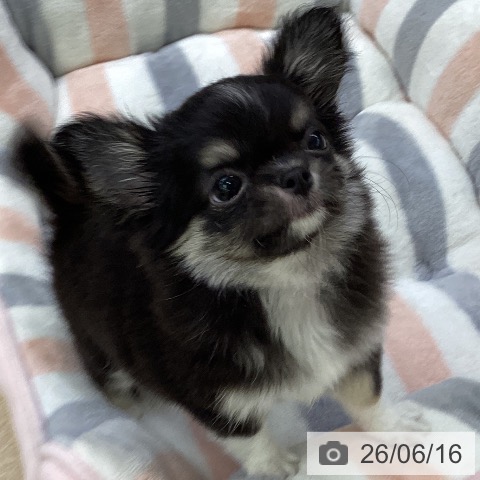 チワワの写真